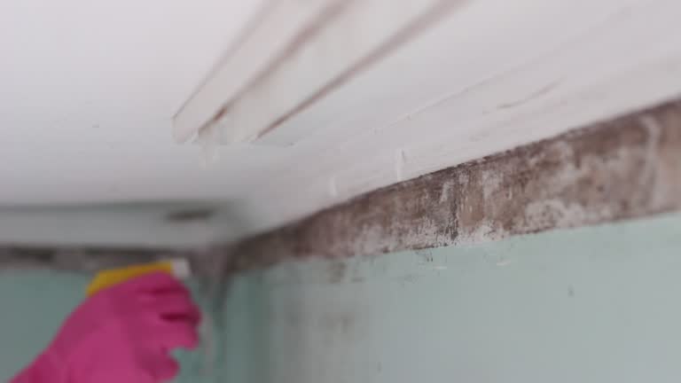 Best Mold Prevention Services  in Oak Grove, TN